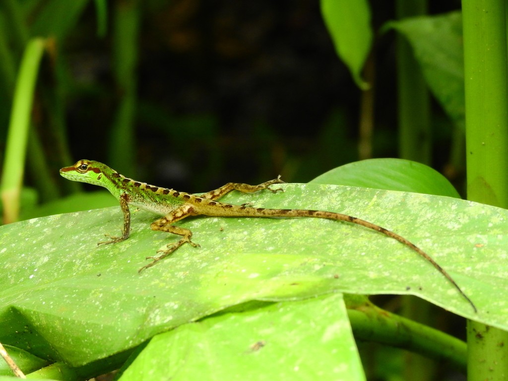 Speckled anole (Anolis ventrimaculatus)
