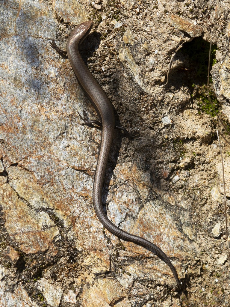 Johannisechse (Ablepharus kitaibelii)