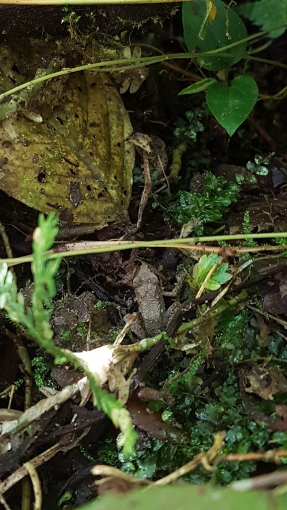 Cachabi robber frog (Pristimantis achatinus)