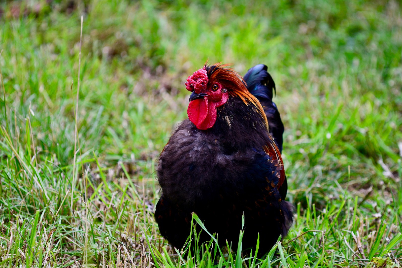 Derbyshire Redcap Chicken (Gallus gallus domesticus 'Derbyshire Redcap')
