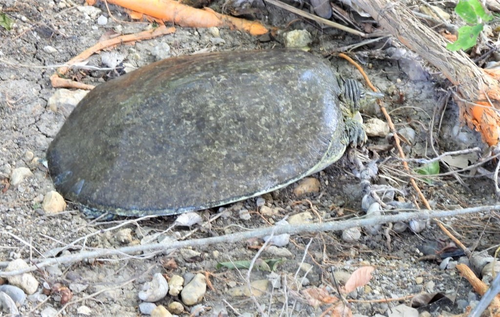 Pallid spiny softshell turtle (Apalone spinifera pallida)
