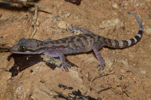 Four-striped forest gecko (Cyrtodactylus quadrivirgatus)