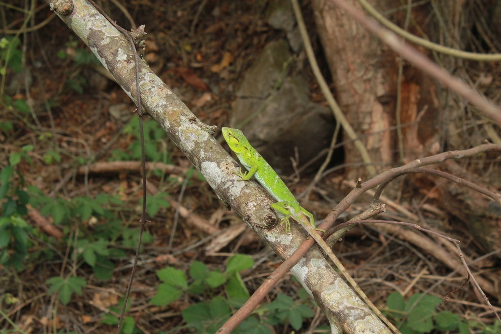 Polychrus marmoratus (Polychrus marmoratus)