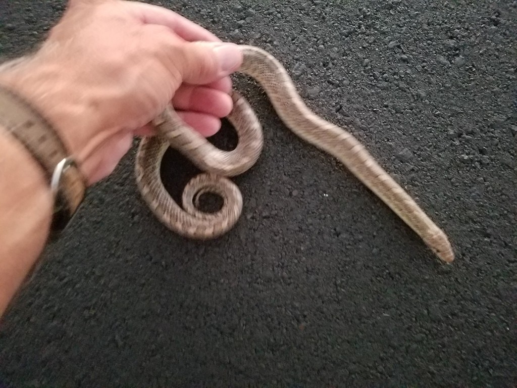 Glossy snakes (Arizona)