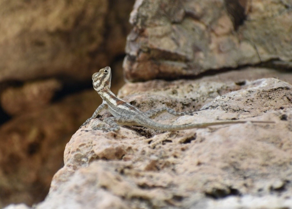 Anolis lucius (Anolis lucius)