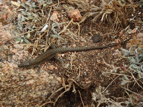 Podarcis carbonelli berlengensis (Podarcis carbonelli berlengensis)