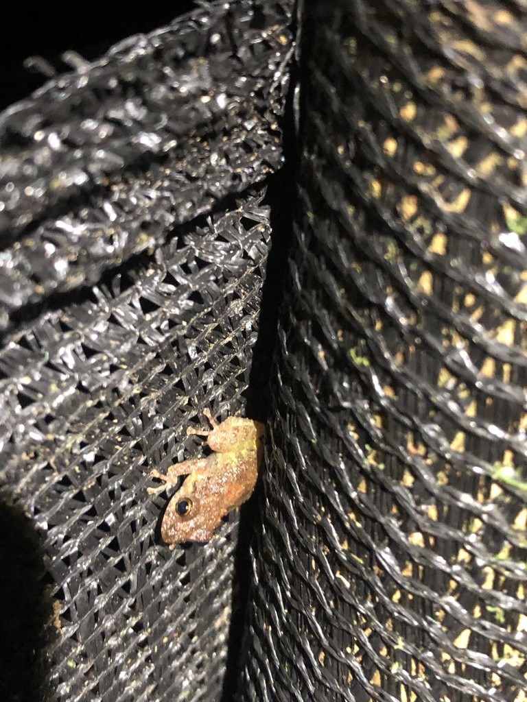 Diadem rain frog (Pristimantis diadematus)
