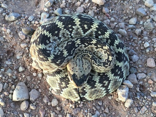 Black-tailed rattlesnake (Crotalus molossus molossus)