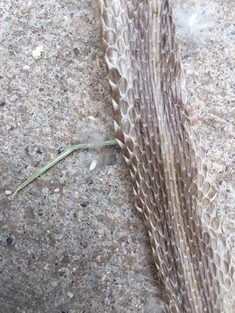 Rotseitige strumpfbandnatter (Thamnophis sirtalis parietalis)