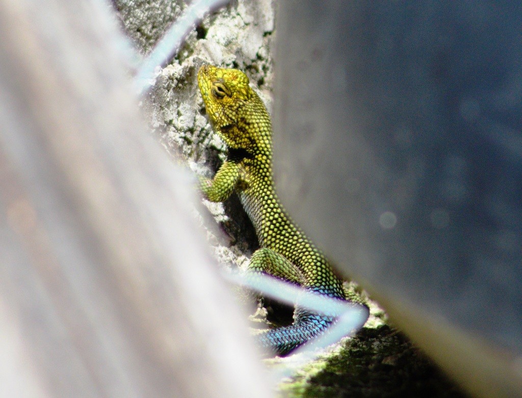 Sceloporus taeniocnemis (Sceloporus taeniocnemis)