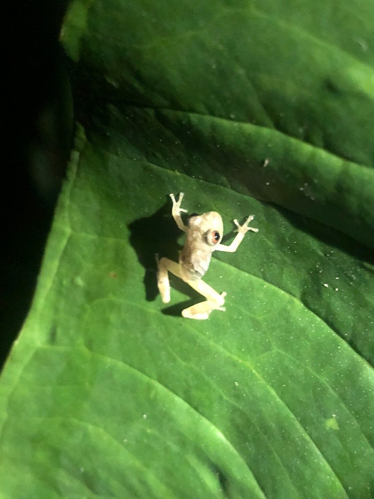 Pristimantis quaquaversus (Pristimantis quaquaversus)
