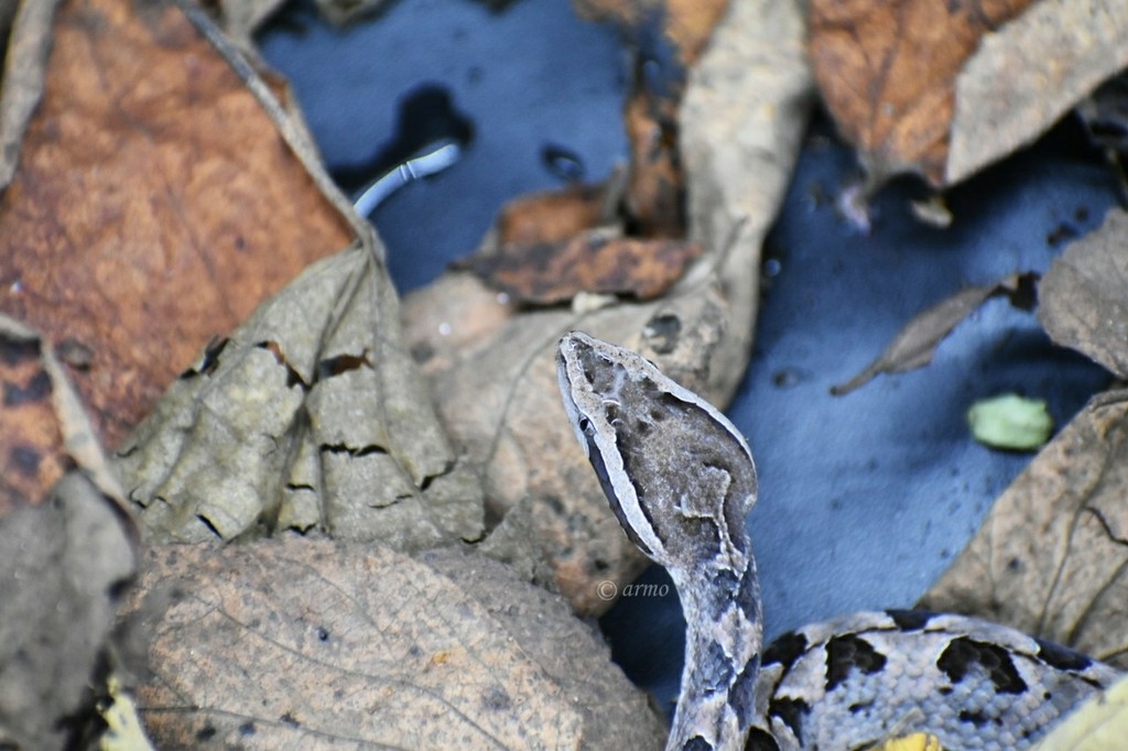 Malayan pit viper (Calloselasma rhodostoma)