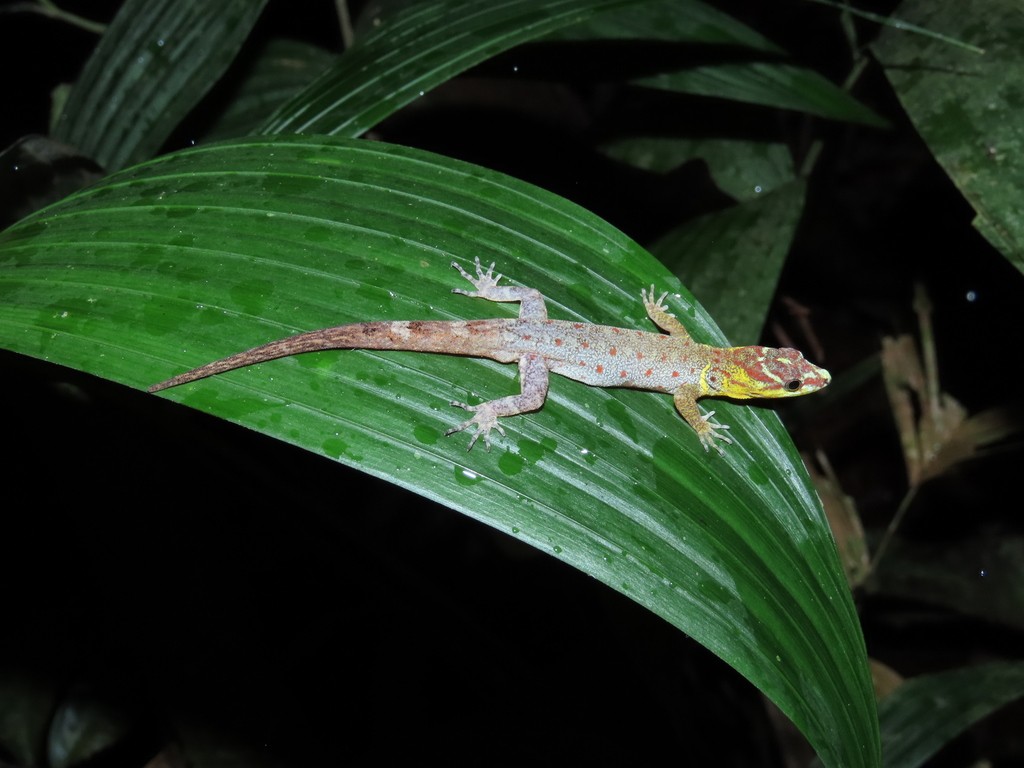 Gekos cabeza amarilla (Gonatodes)