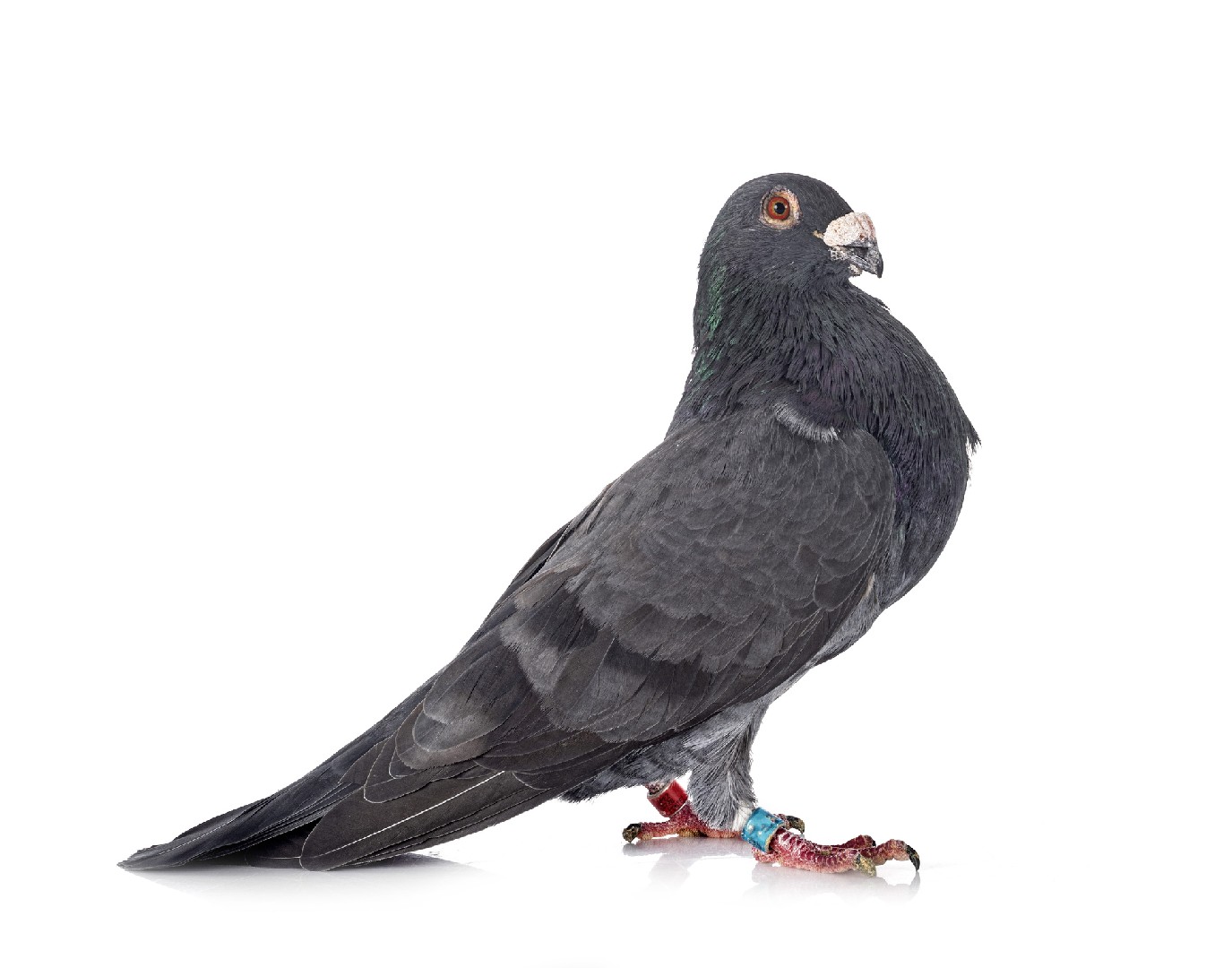 French Pouter pigeon (Columba livia domesticus 'French Pouter')