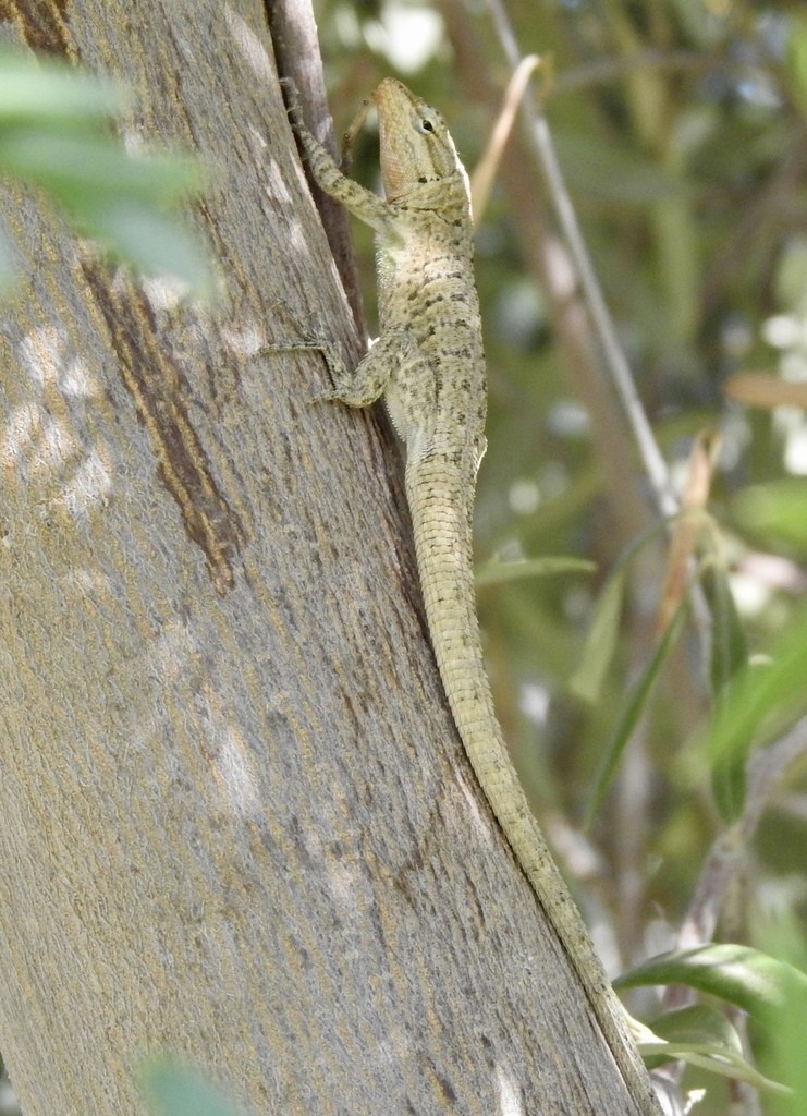 Urosaurus graciosus (Urosaurus graciosus)