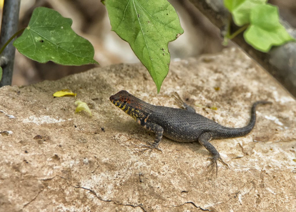 Sceloporus pyrocephalus (Sceloporus pyrocephalus)