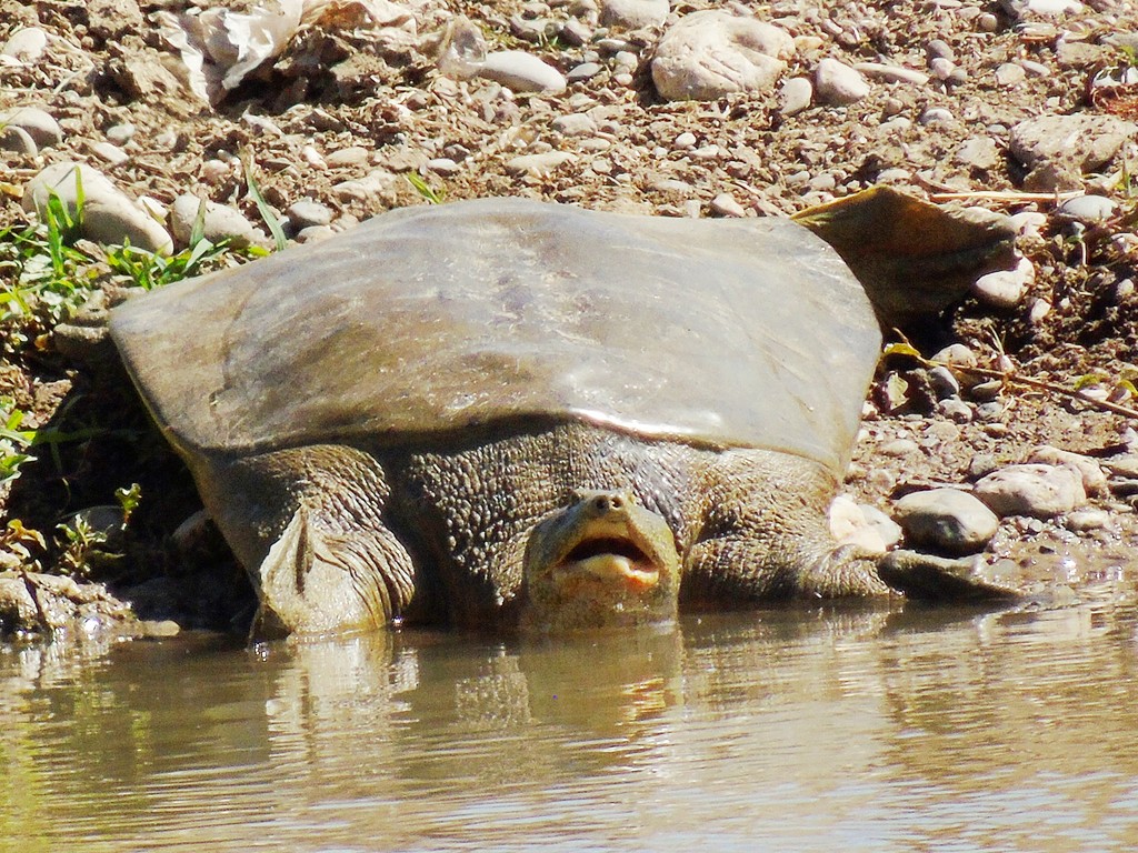 Bicallosite softshell turtles (Rafetus)