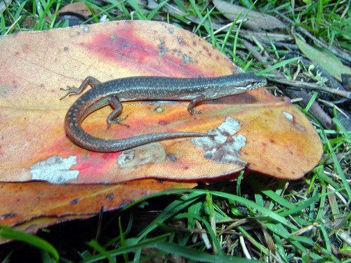 Southern weasel skink (Saproscincus mustelinus)