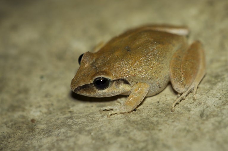 Rana de selva (Craugastor rhodopis)