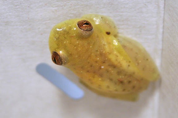 Argus reed frog (Hyperolius argus)