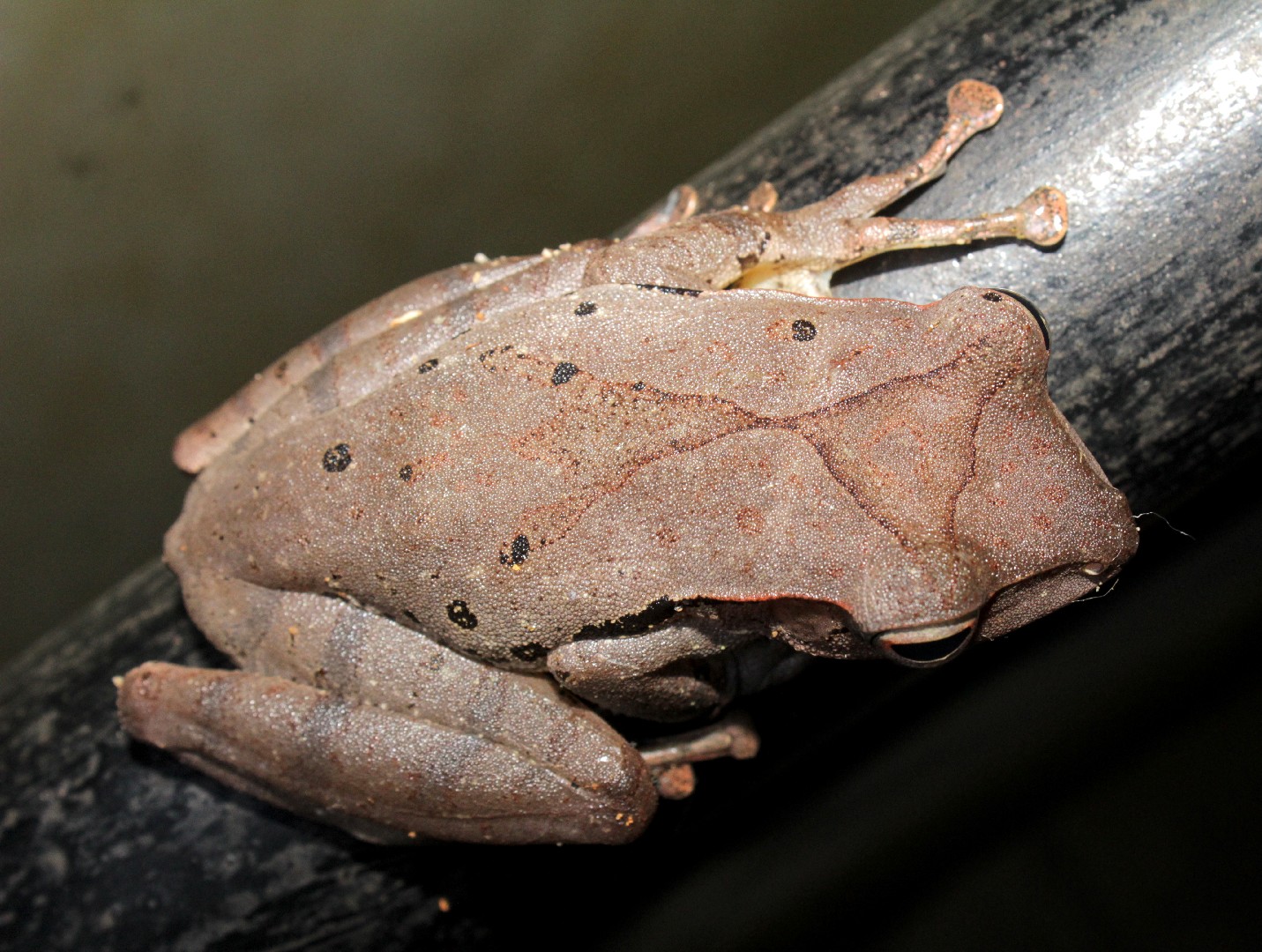 Whipping frogs (Polypedates)