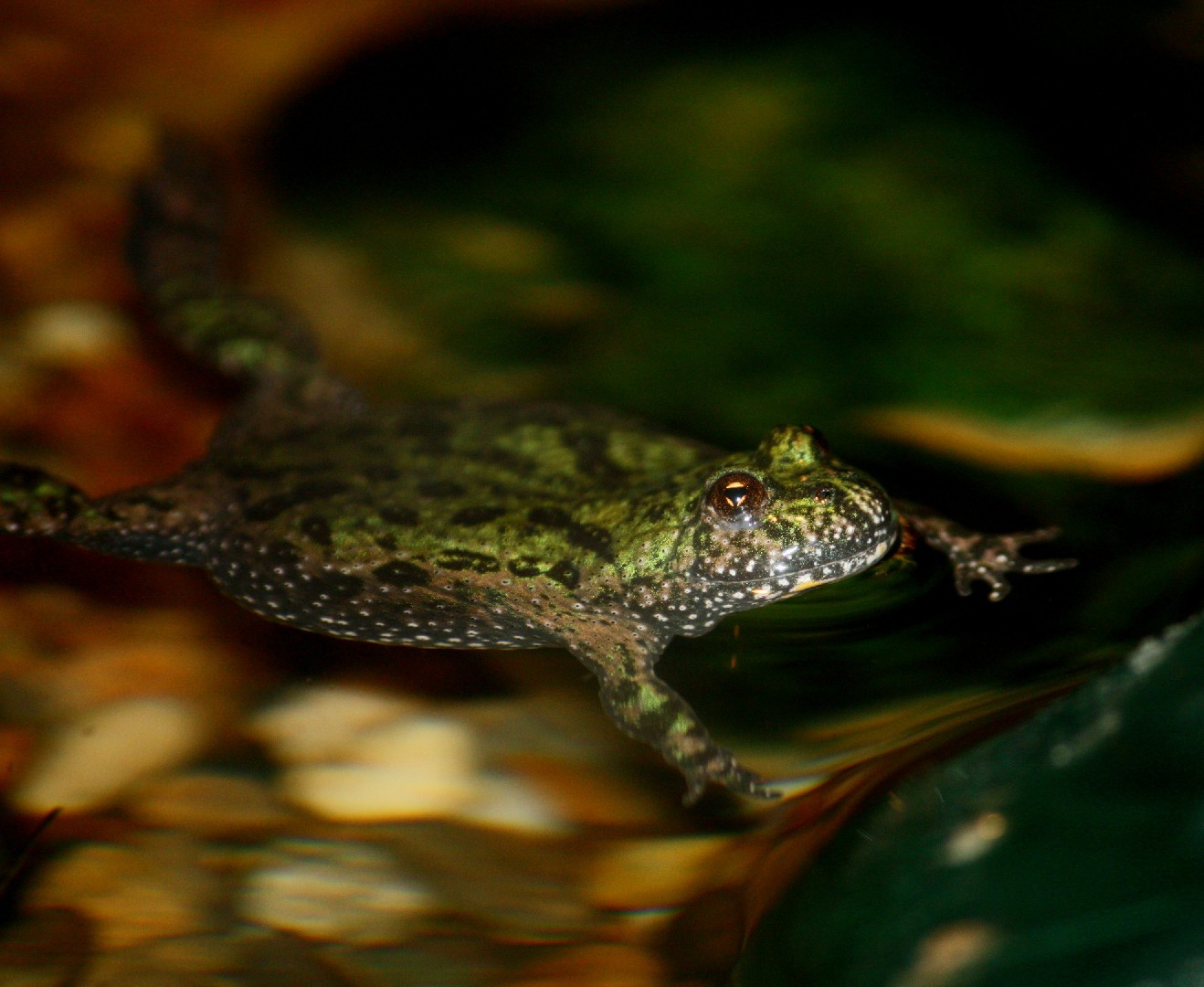 Fire-bellied toads (Bombina)