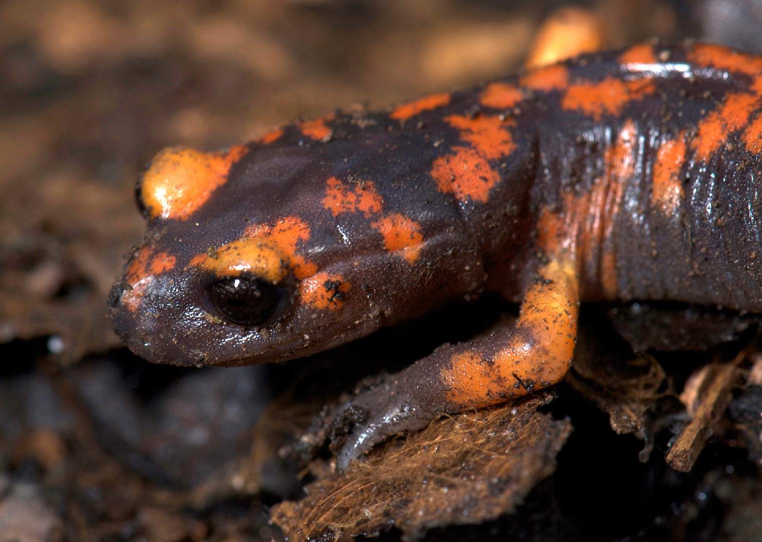 Eschscholtz-salamander (Ensatina)