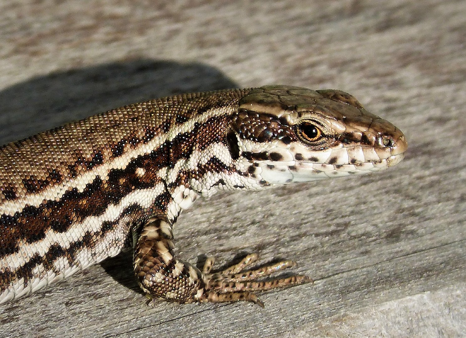 Erhard's wall lizard (Podarcis erhardii)