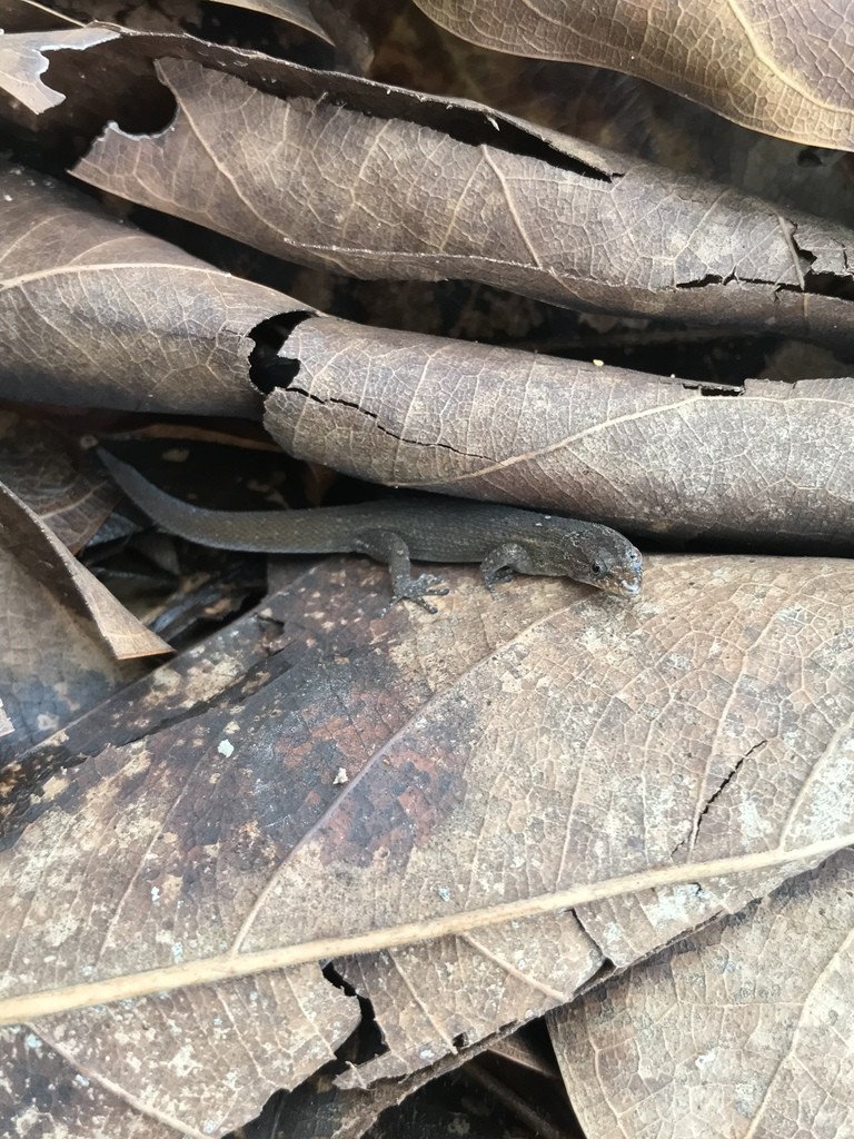 Sphaerodactylus notatus notatus (Sphaerodactylus notatus notatus)