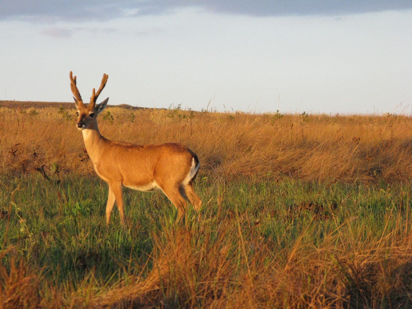 Pampas deer (Ozotoceros bezoarticus)