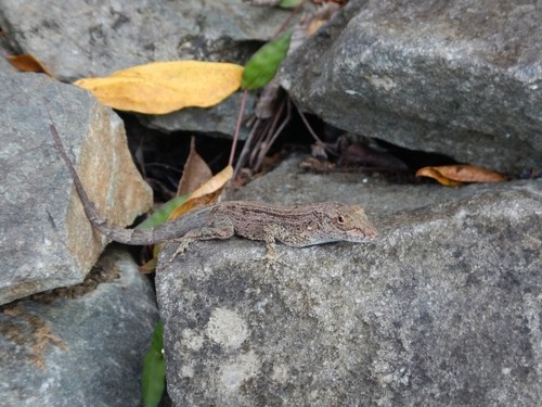 Anolis cristatellus cristatellus (Anolis cristatellus cristatellus)