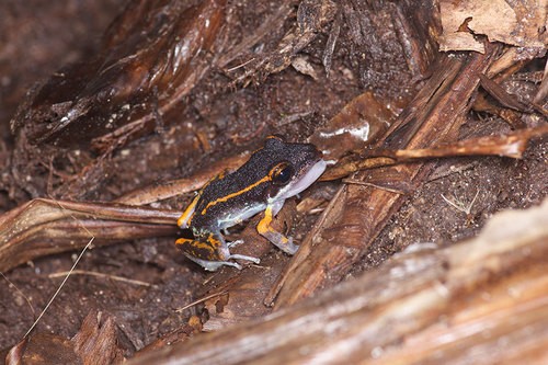 Fort randolph robber frog (Pristimantis gaigei)