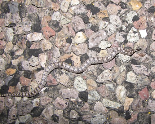 Western hooknose snake (Gyalopion canum)