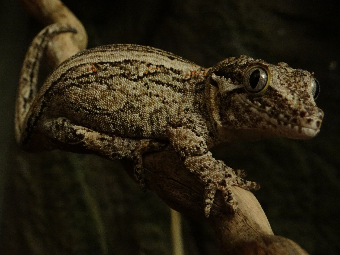 Knob-headed giant geckos (Rhacodactylus)