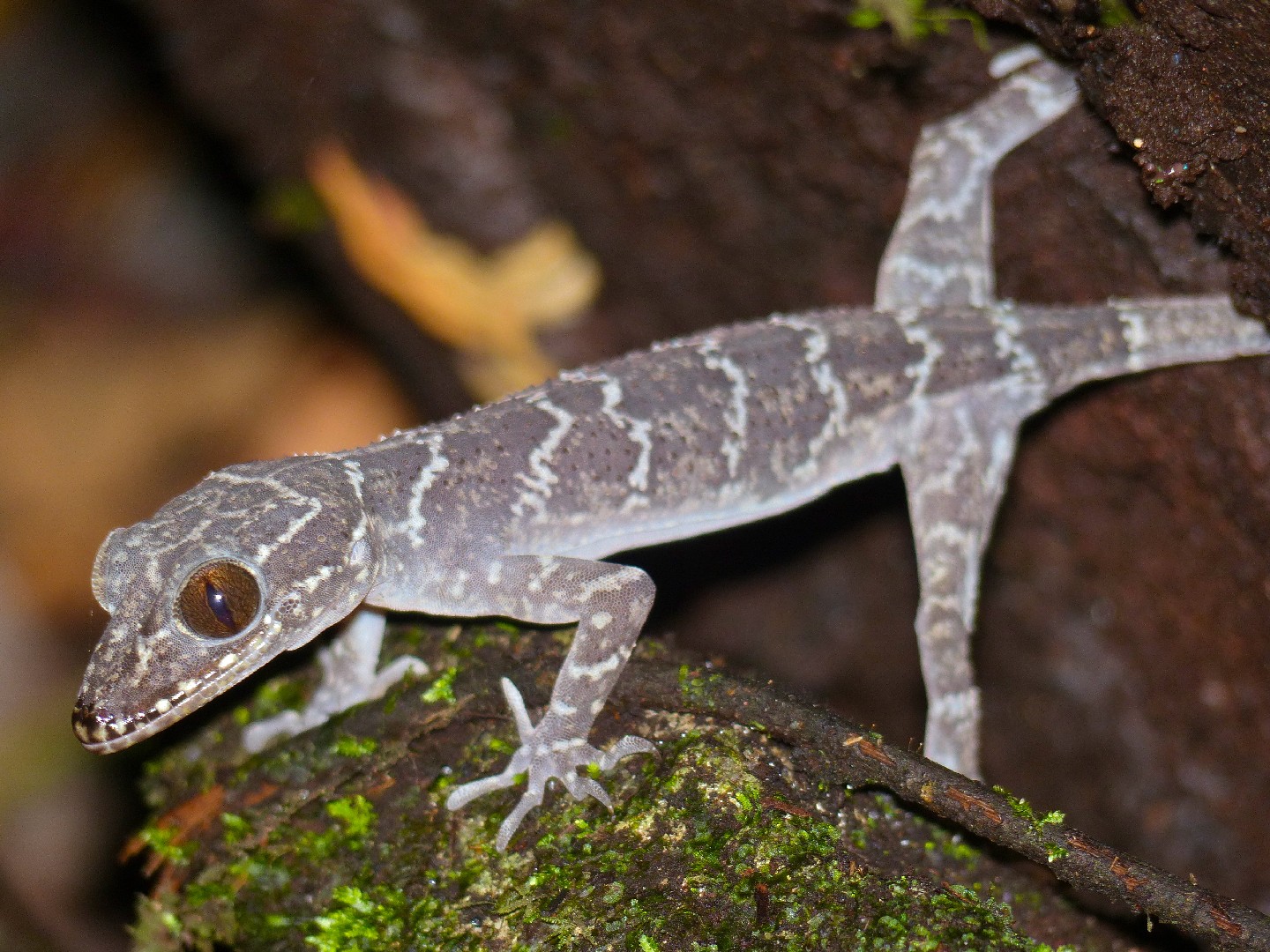 Cyrtodactylus consobrinus (Cyrtodactylus consobrinus)