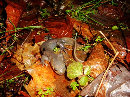 Jefferson salamander (Ambystoma jeffersonianum)