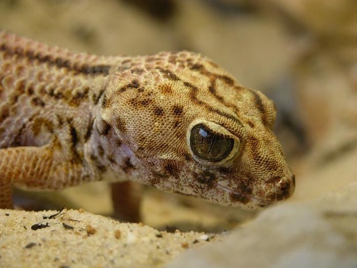 Common wonder gecko (Teratoscincus scincus)