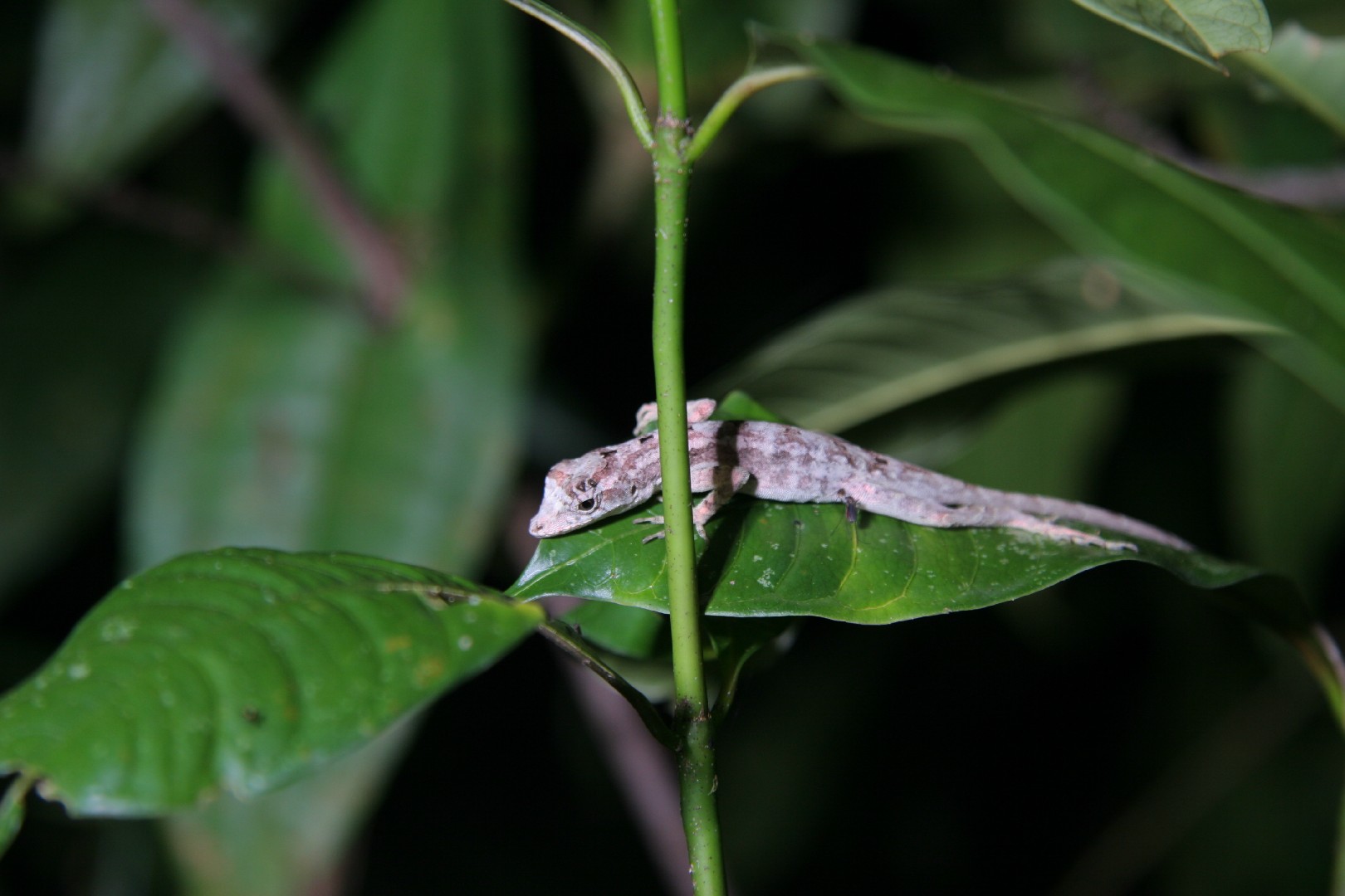 Lichen anole (Anolis pentaprion)