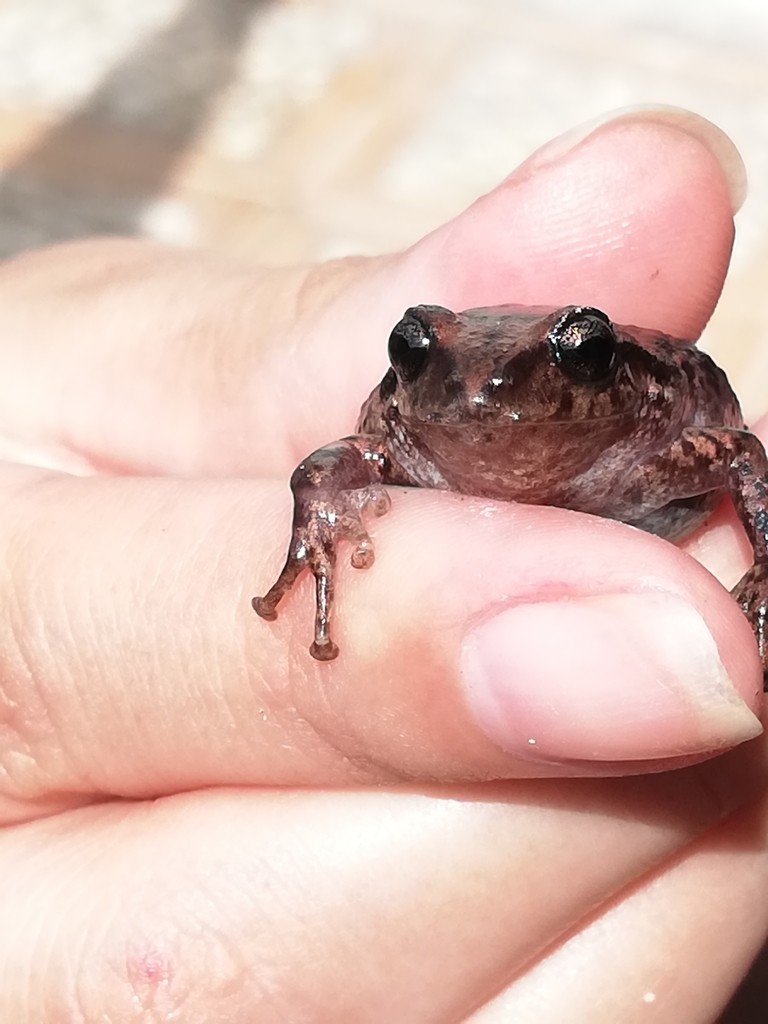 Cutín rayado de quito (Pristimantis unistrigatus)