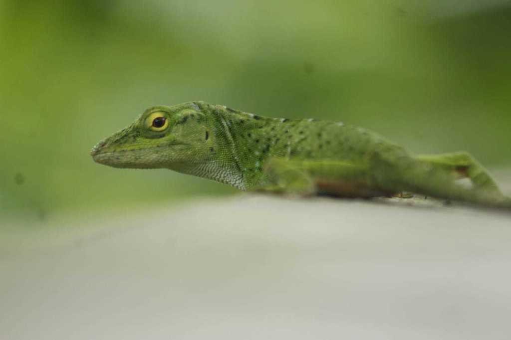 Anolis biporcatus (Anolis biporcatus)