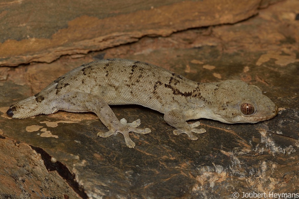 Wahlberg's velvet gecko (Homopholis walbergii)