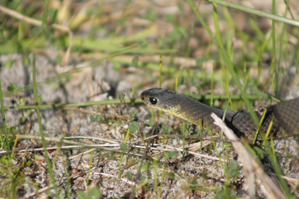 Little brown snake (Elapognathus minor)