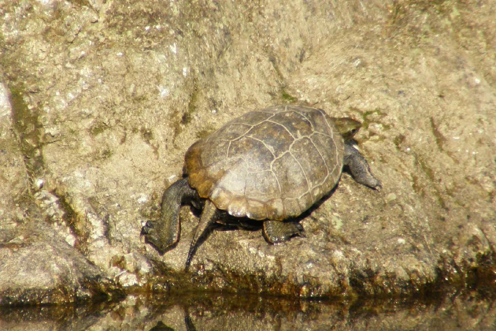 Bachschildkröten (Mauremys)