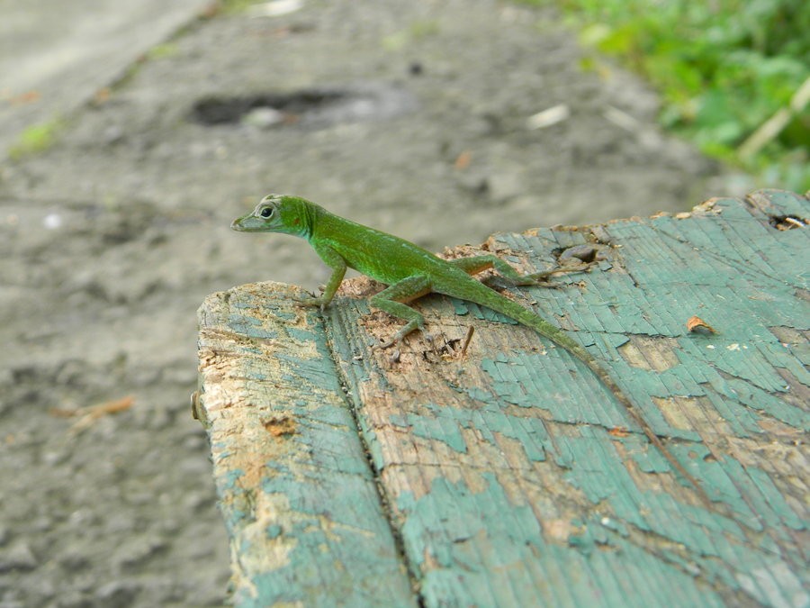 Lagartijo verde (Anolis evermanni)