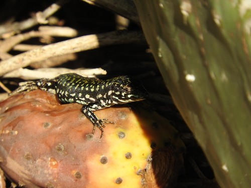 Maltese wall lizard (Podarcis filfolensis)