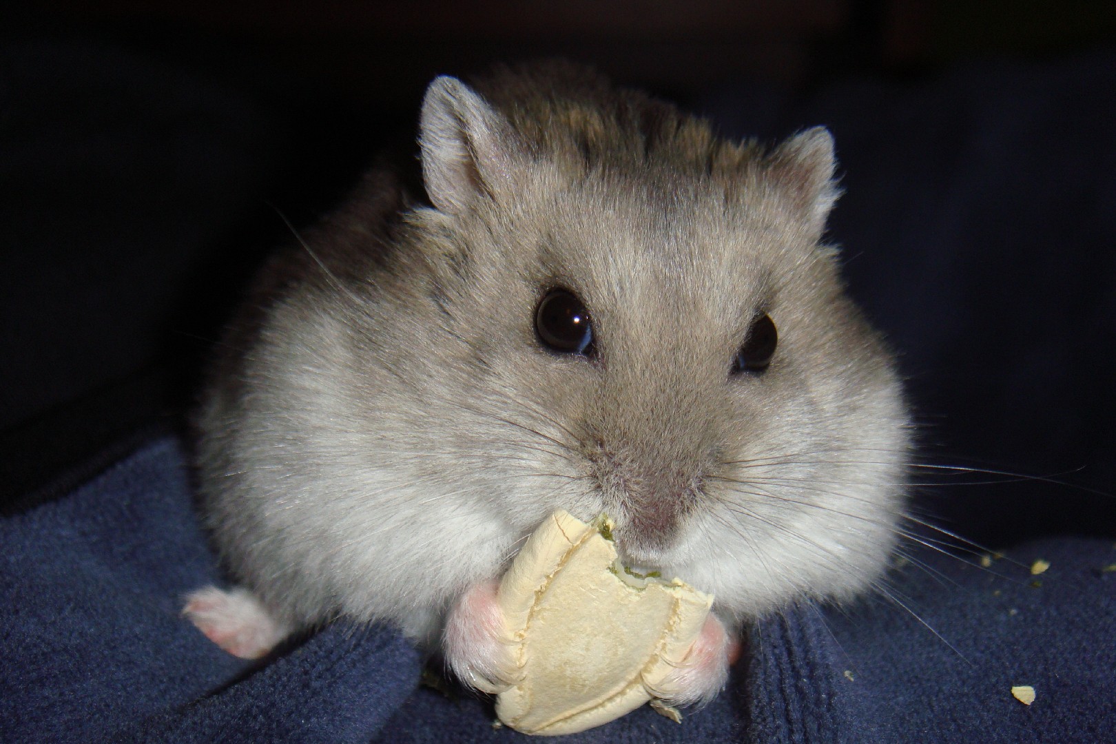 Dwarf hamsters (Phodopus)