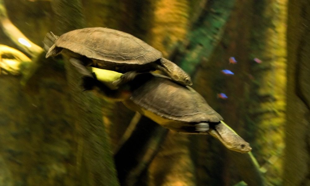 Bärtige krötenkopf-schildkröten (Phrynops)