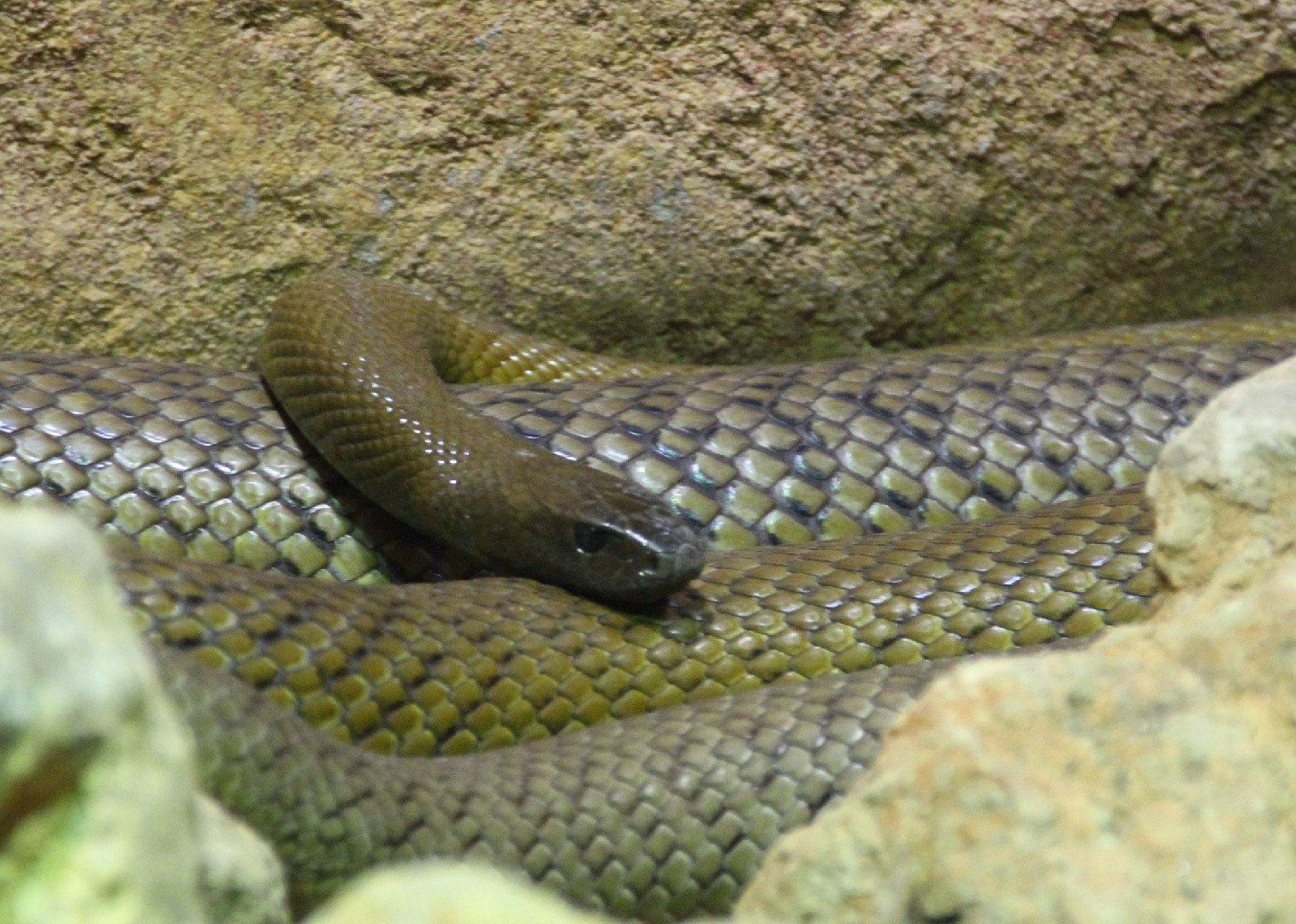 Fierce snake (Oxyuranus microlepidotus)