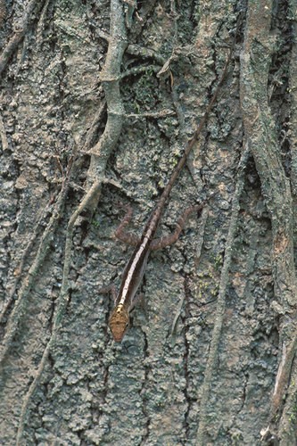 Dry forest anole (Anolis cupreus)
