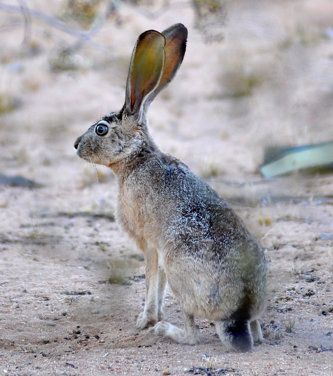 Liebre de cola negra (Lepus californicus)